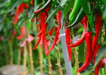 Harga Cabai Tembus Rp120 Ribu Per Kilogram, Kowantara Minta Pemerintah Stabilkan Harga Demi Roda Ekonomi Kalangan Bawah