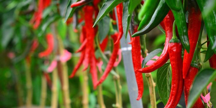 Harga Cabai Tembus Rp120 Ribu Per Kilogram, Kowantara Minta Pemerintah Stabilkan Harga Demi Roda Ekonomi Kalangan Bawah