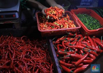 Pemerintah Diminta Ikut Andil Stabilkan Harga Cabai di Pasaran