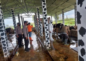 Cegah Penularan PMK, Polres Taput Semprot Disinfektan di Beberapa Kandang Ternak