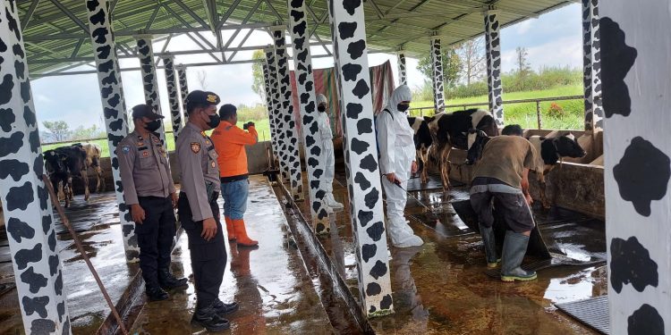 Cegah Penularan PMK, Polres Taput Semprot Disinfektan di Beberapa Kandang Ternak