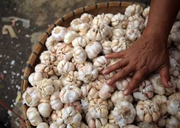 Harga Terus Merangkak, Pemerintah Diminta Permudah Izin Impor Bawang Putih