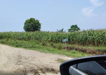 Diduga Lahan PTPN II Dikuasai Mafia Tanah, Kasubbag Humas PTPN II: Akan Lakukan Pengecekan Aset 