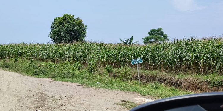 Diduga Lahan PTPN II Dikuasai Mafia Tanah, Kasubbag Humas PTPN II: Akan Lakukan Pengecekan Aset 