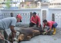 BKAD Dan Dishub Pemprovsu Sembilih 18 Ekor Sapi