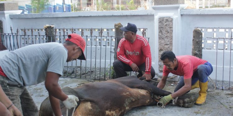 BKAD Dan Dishub Pemprovsu Sembilih 18 Ekor Sapi