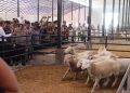 Pastikan Ketersediaan Hewan Kurban Idul Adha 1445 H, Wakapolri Bersama Mentan Kunjungi Peternakan Sapi di Majalengka