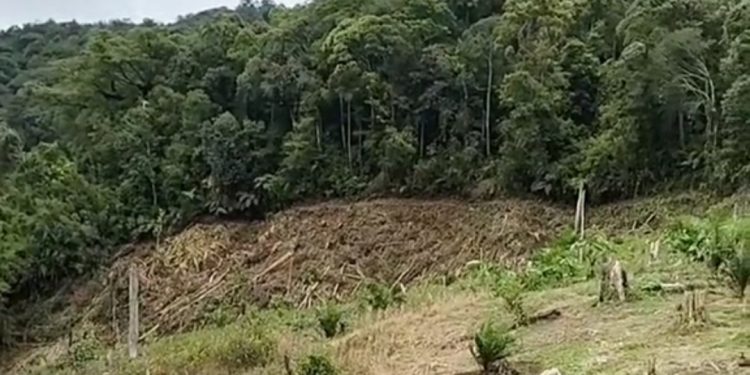 Alih Fungsi Hutan Diduga Picu Kerawanan Longsor di Pakpak Bharat