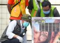 Kemenhut Pulangkan Orangutan Sumatera Korban Perdagangan Ilegal dari India, Kini Bernama Heera