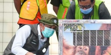 Kemenhut Pulangkan Orangutan Sumatera Korban Perdagangan Ilegal dari India, Kini Bernama Heera