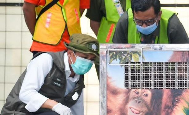 Kemenhut Pulangkan Orangutan Sumatera Korban Perdagangan Ilegal dari India, Kini Bernama Heera